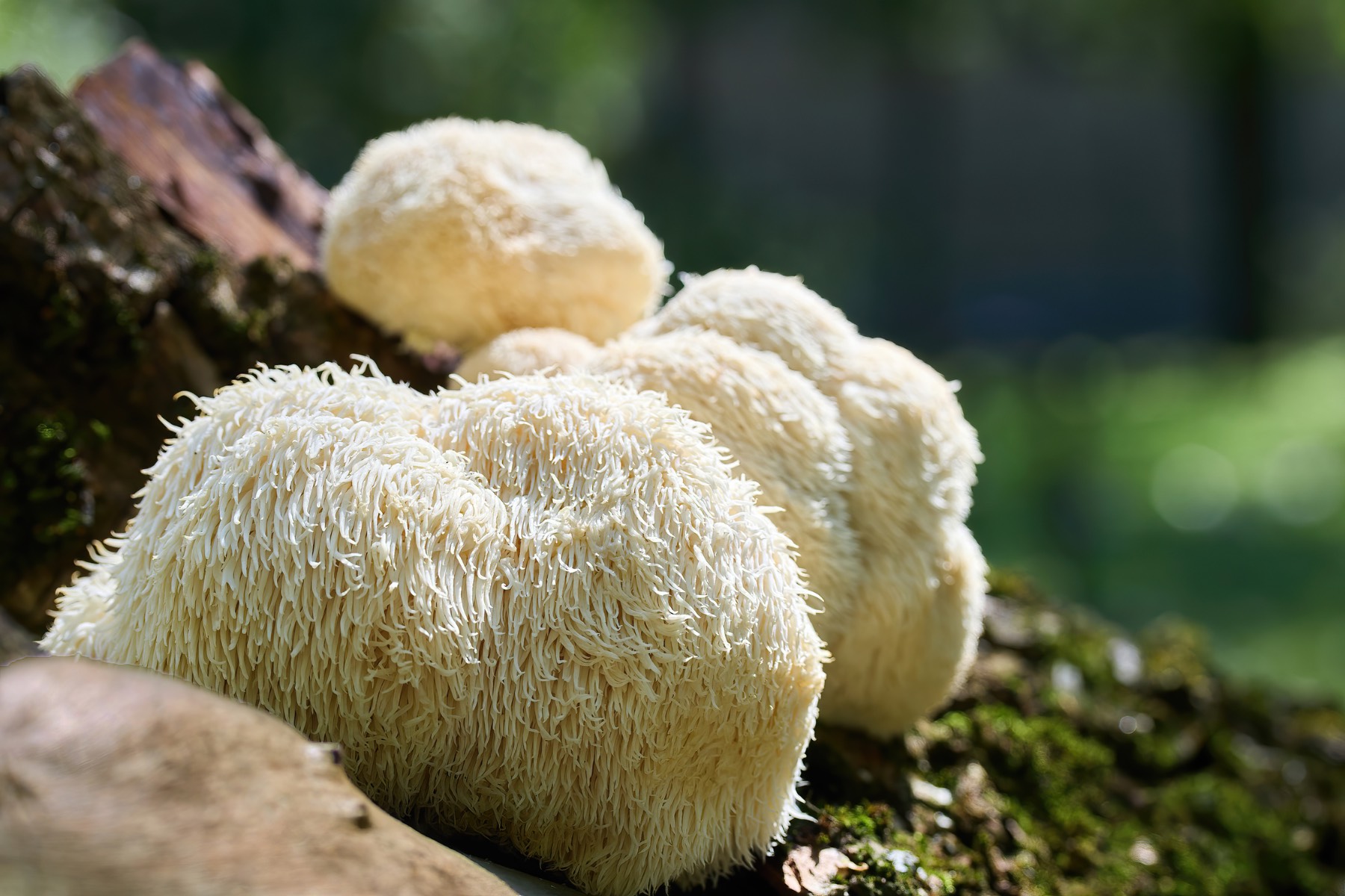 Lion’s Mane from Miracle Ease #highest grade #raw material #inflamatiom #adaptogen #antioxidant #immune support #wellness boost