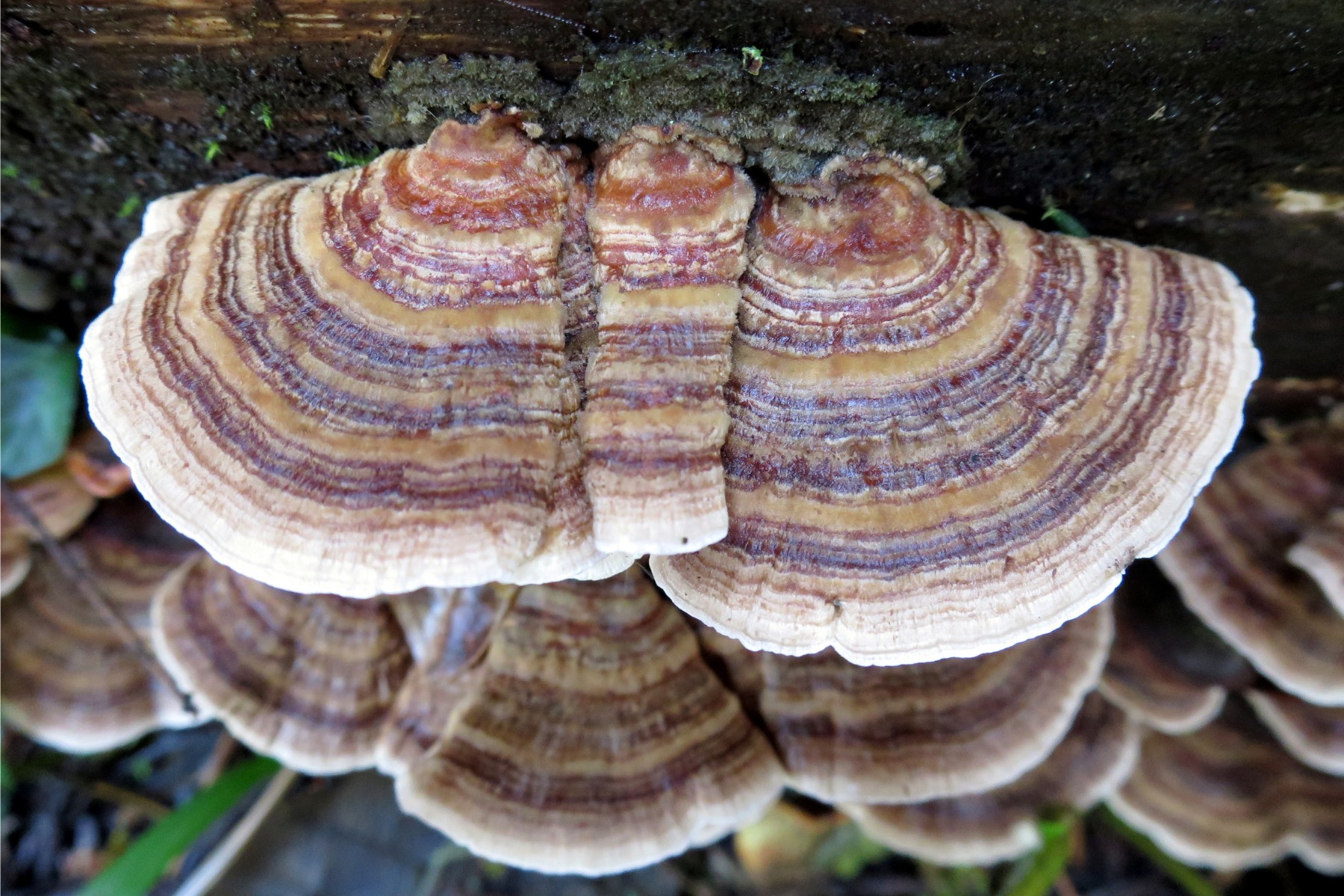 Turkey Tail from Miracle Ease. #highest grade #raw material #inflamatiom #adaptogen #antioxidant #immune support #wellness boost