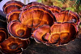 Red Reishi Tincture benefits for Health and Wellness