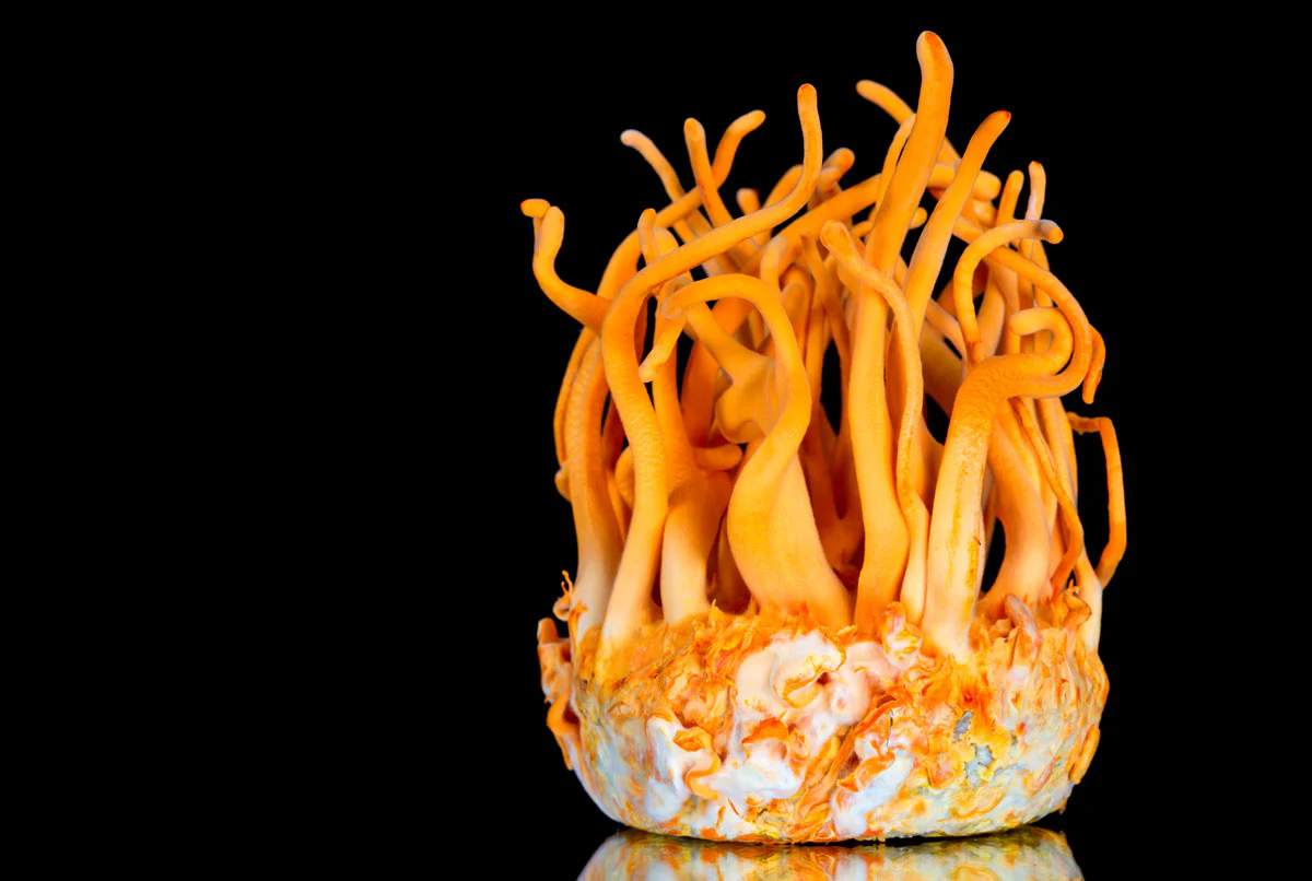 Cordyceps from Miracle Ease #highest grade #raw material #inflamatiom #adaptogen #antioxidant #immune support #wellness boost