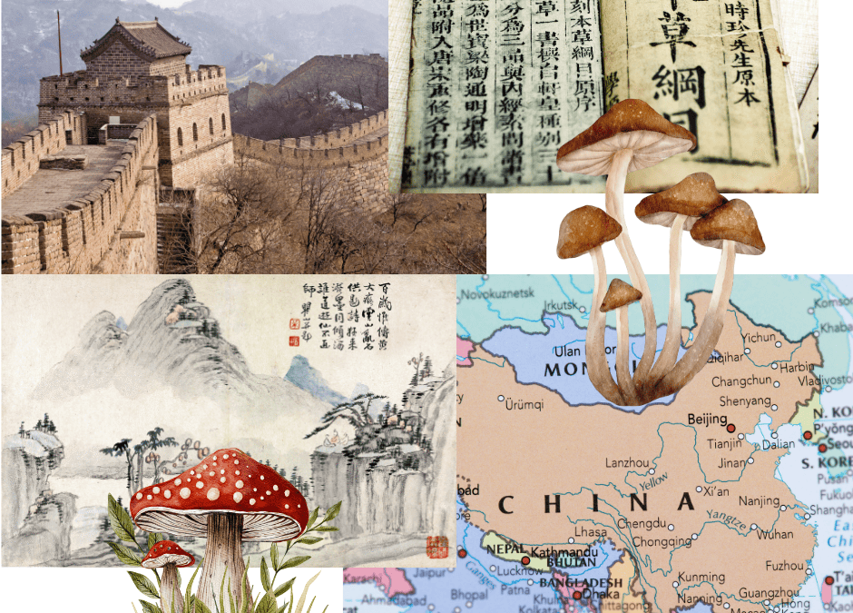 Medicinal Mushrooms: The Ancient Roots of Modern Wellness