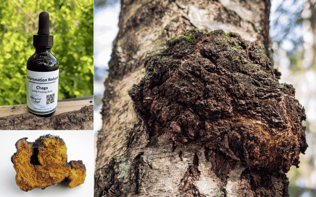 Chaga Mushroom: The King of Antioxidants for Immunity, Energy & Skin Health